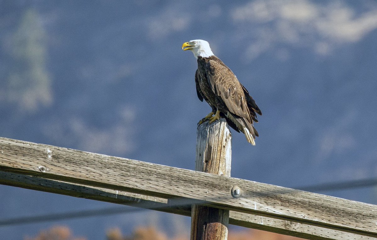 ADouglasPhotos's tweet photo. If you've been following the Eagle saga, mom &amp; dad have rejoined the youngsters now dubbed Kami &amp; Loops at the nest. Dad stands guard on a hydro pole close by. Mom spent some time this morning reassuring the little ones. Their life will go back to wild normal for now #Kamloops https://t.co/Fz17YIdazd