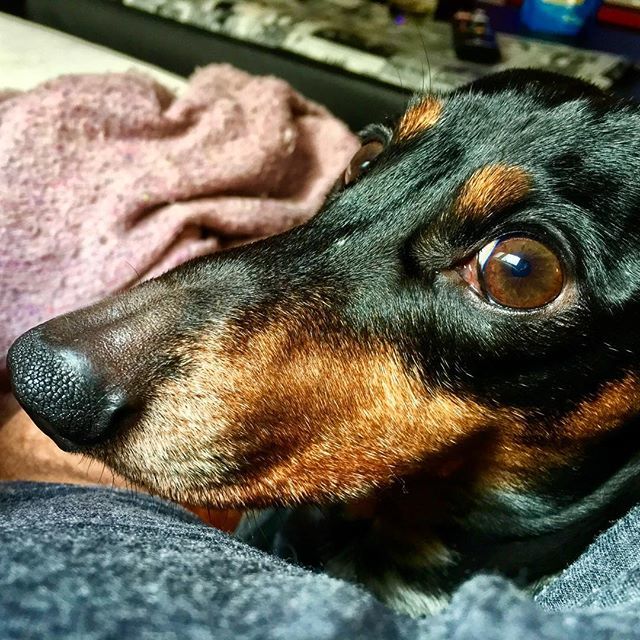 jpmangieri's tweet photo. #NoPicturePlease ...
Este chiqui se pasa #ChauchiLove #Chauchita #Dachshund #Salchicha #Dog #DogPic #SausageDog https://t.co/7WKMZf9ddW