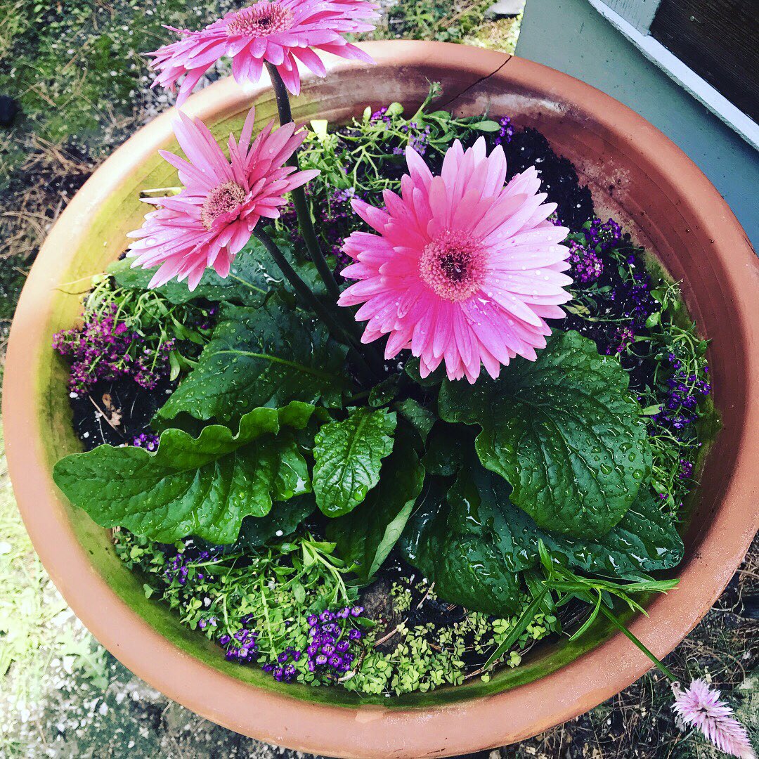 VermontNRCS's tweet photo. happy #Saturday! healthy #soil makes healthy #plants #gardening #greenthumb #SoilHealth #ConservationStaycation #rootedinVermont https://t.co/IB10f0s6ay