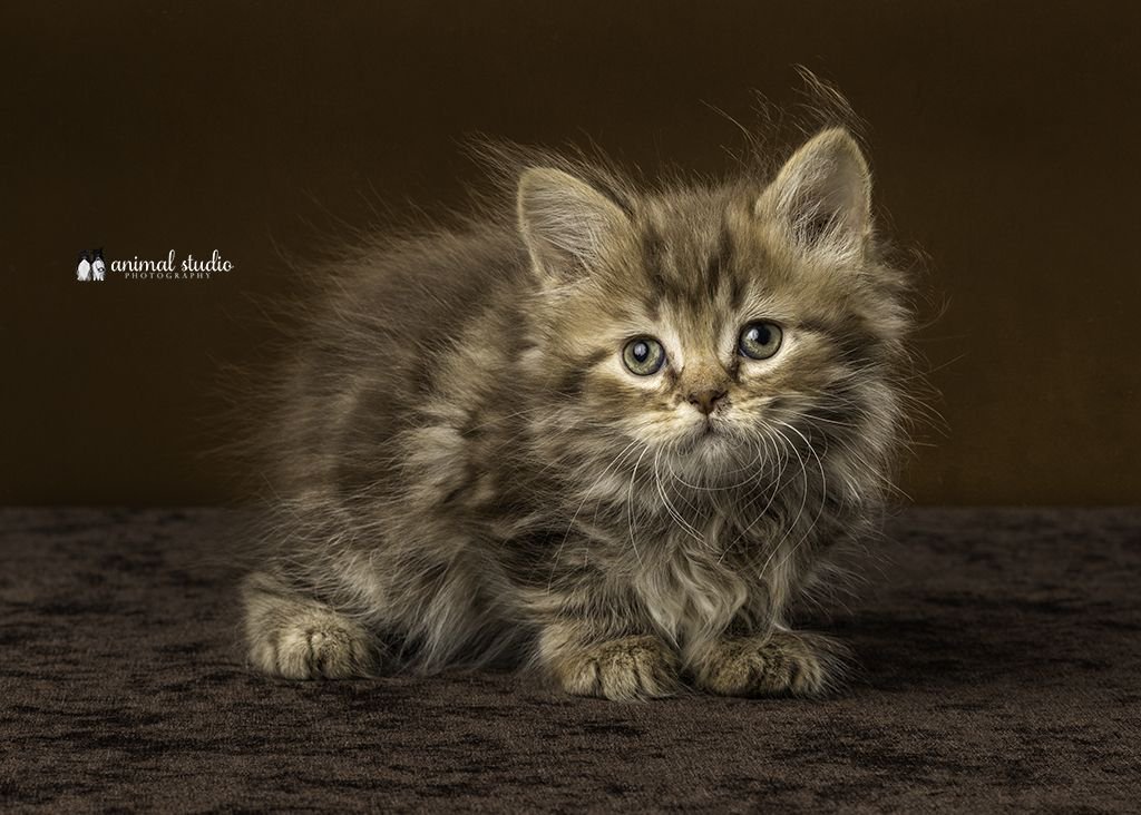 AllCatsRescue's tweet photo. Here are just a few of the adorable kittens you can meet RIGHT NOW at PetSmart at Dawley Farms in Sioux Falls! We're there until 3 this afternoon! Learn more about these babies at https://t.co/7vWdRWh0HE! https://t.co/dRkyQhJLdP