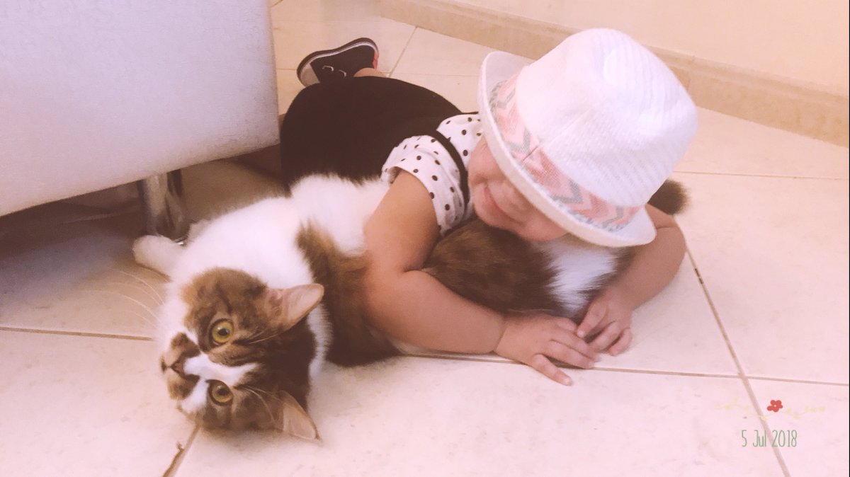 _3jeeb's tweet photo. Stop ✋🏿 taking photos and help me please 😫

#lovely_cats
@RealGrumpyCat @PetsatHome https://t.co/Uujqh5ATSc