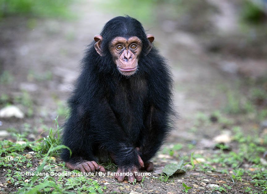 When celebrating chimps, it's easy to get sucked into viral images/videos. Before you join the crowd, learn more abt how social media/the entertainment industry are perpetuating illegal pet trade of chimps + what you can do to stop it. news.janegoodall.org/2018/07/14/ill… #worldchimpanzeeday