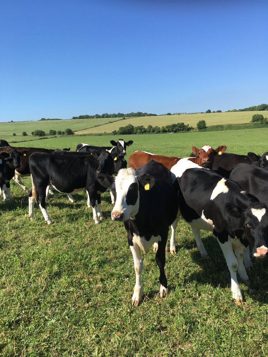 dai_wilson's tweet photo. We are looking for a unit manager to take day to day responsibility for a 1000 ewe and expanding NZ Romney outdoor lambing sheep flock and beef calves from weaning until finishing from our dairy herd. Competitive salary and house provided. Berkshire Email daigwilson@Hotmail.co.uk https://t.co/9grIcmytBS