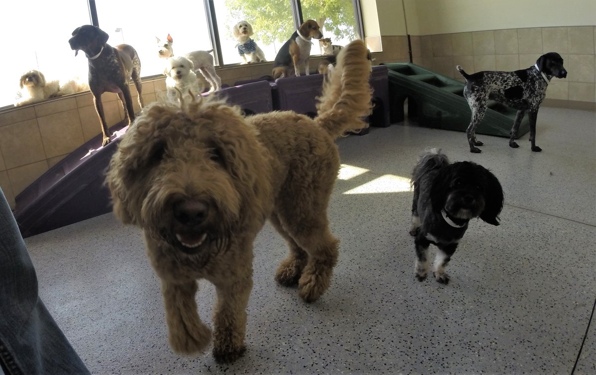 PPRPlano's tweet photo. Look at all these fur babies having fun during their social hour. #puppysocial https://t.co/QTlFbGokRM