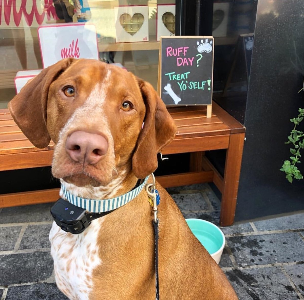 milkbarstore's tweet photo. No 'ruff days allowed. #dogsofmilkbar #summer π· @theycallmewillow https://t.co/uIKS4DL28x