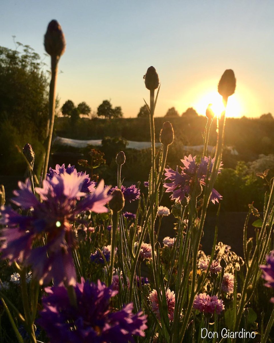 DonGiardino's tweet photo. Right here...right now The sun is going down #sunset #rightnow #Germany #NRW #Neuss #sunisgoingdown #goldenhour #iphonography #mobilephotography in my #wonderful #garden #natural #gardenparty #lightshow #nofilter: Right here...right now The sun is going… https://t.co/e6pNtzHLGK https://t.co/o7RgKF70tW
