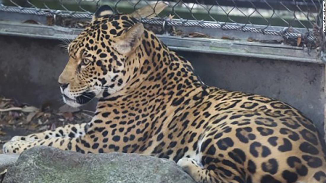 CNN's tweet photo. Jaguar escapes enclosure at Audubon Zoo in New Orleans and kills 4 alpacas, an emu and a fox https://t.co/JTwcwexRLj https://t.co/UNZ75WSIgz