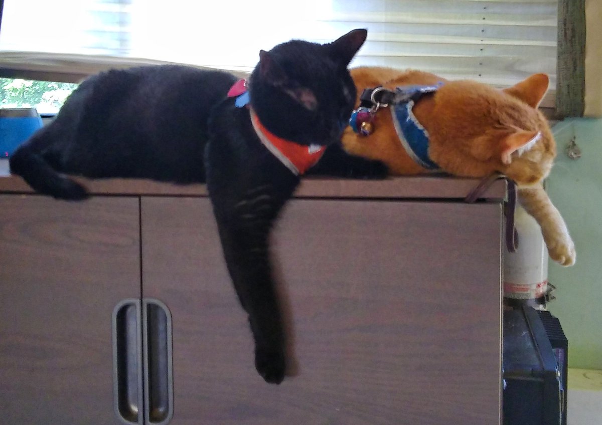 mostlylost_rv's tweet image. Chillin' in Wisconsin 😸