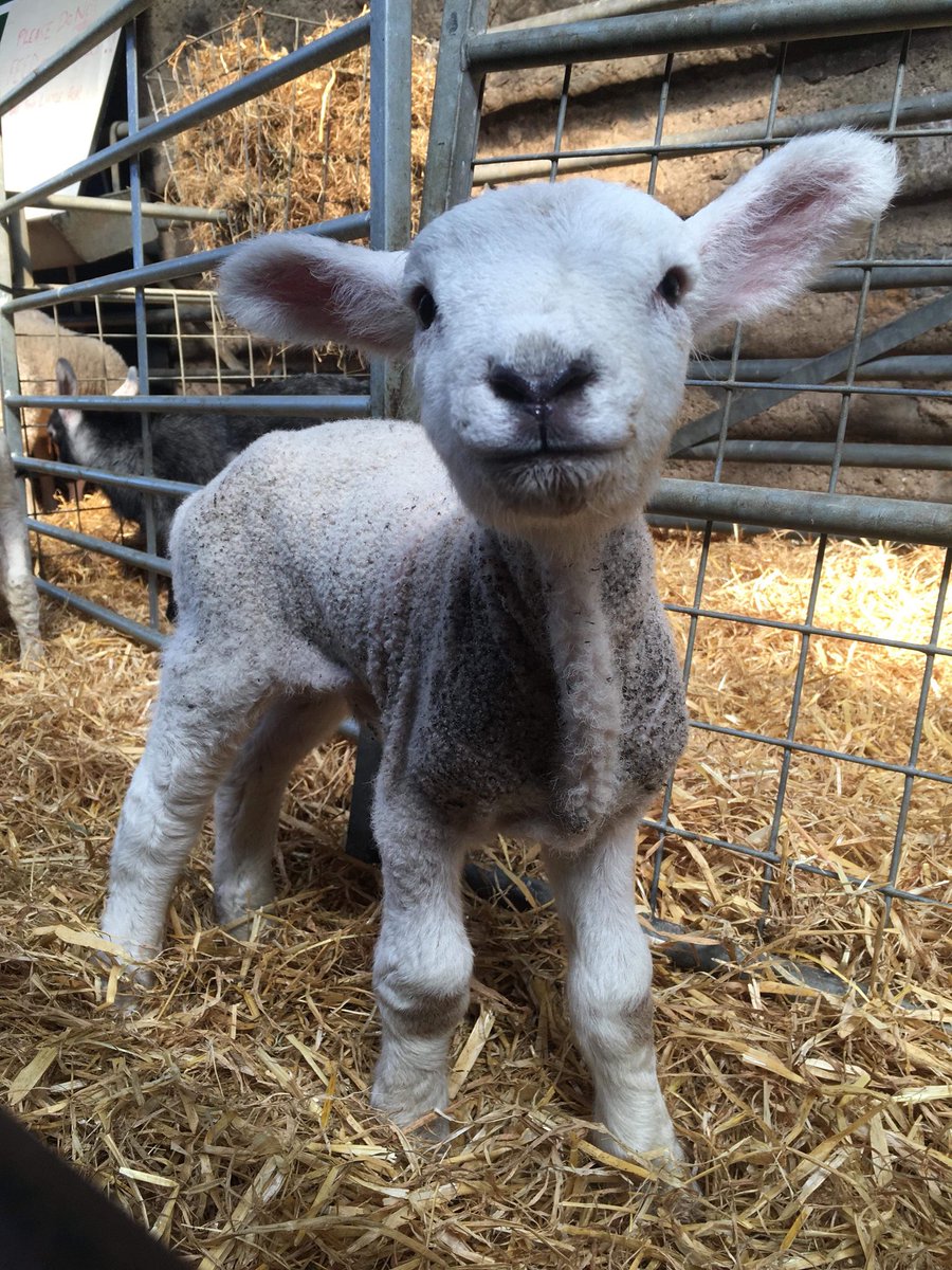 Someone is happy the sun is shining again ☀️ #smile #lamb #sunshine #foelfarmpark #foelfarm #anglesey #animals