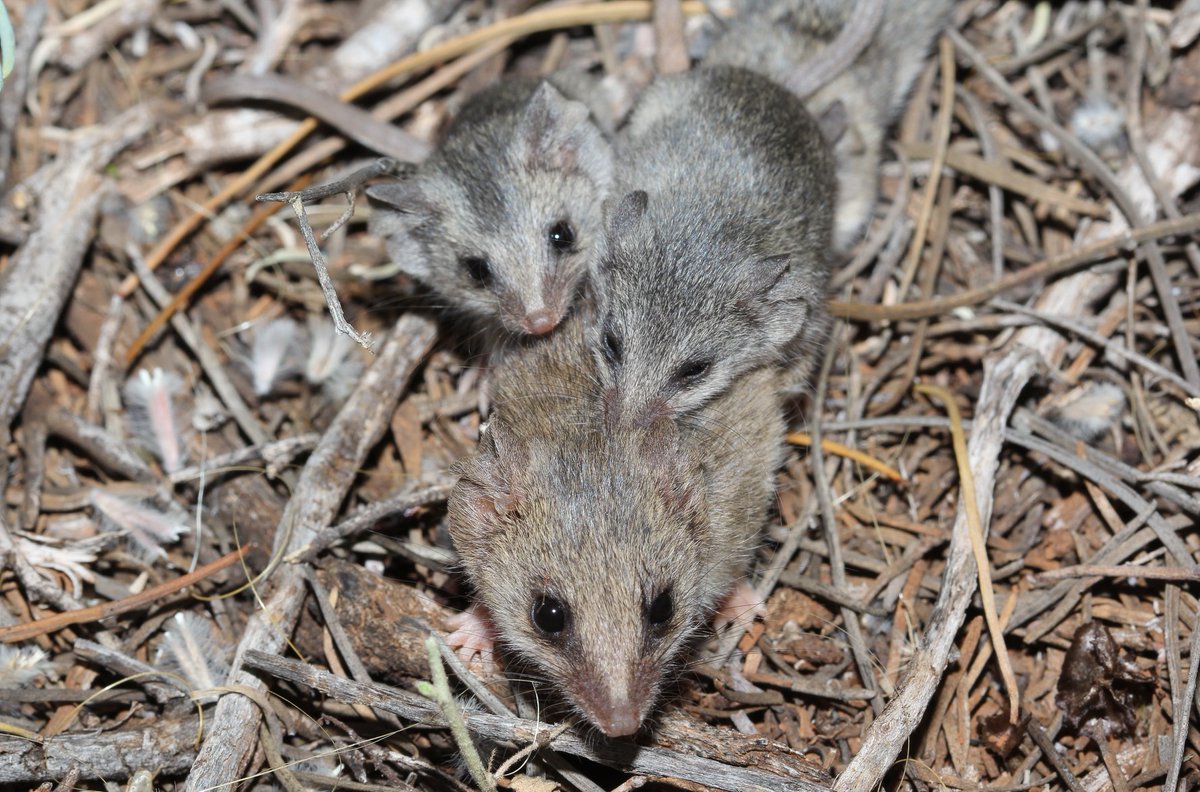 BushHeritageAus's tweet photo. This Little Long-tailed Dunnart (Sminthopsis dolichura) and her kittens were captured during a fauna survey at Bon Bon Station Reserve.  They may look like mice, but Dunnarts are actually carnivorous marsupials that eat invertebrates and reptiles!  Photo: Kate Taylor https://t.co/3wAmxMgvmX