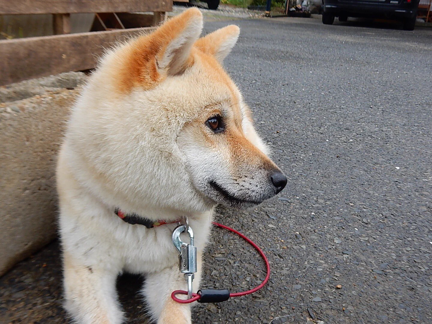 君なんか種族違ってない？換毛期のペットの犬の顔がまるで猿ｗｗｗ