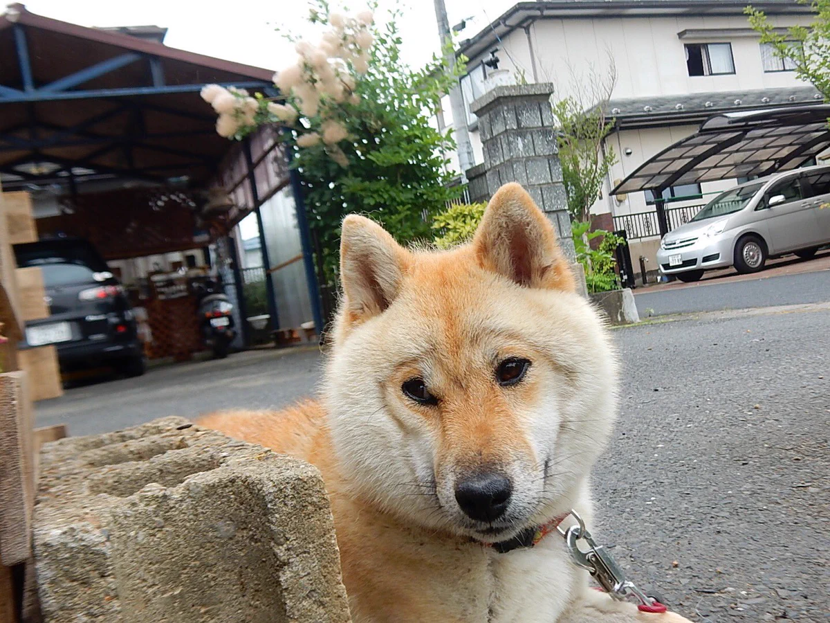 君なんか種族違ってない？換毛期のペットの犬の顔がまるで猿ｗｗｗ