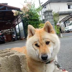 君なんか種族違ってない？換毛期のペットの犬の顔がまるで猿!
