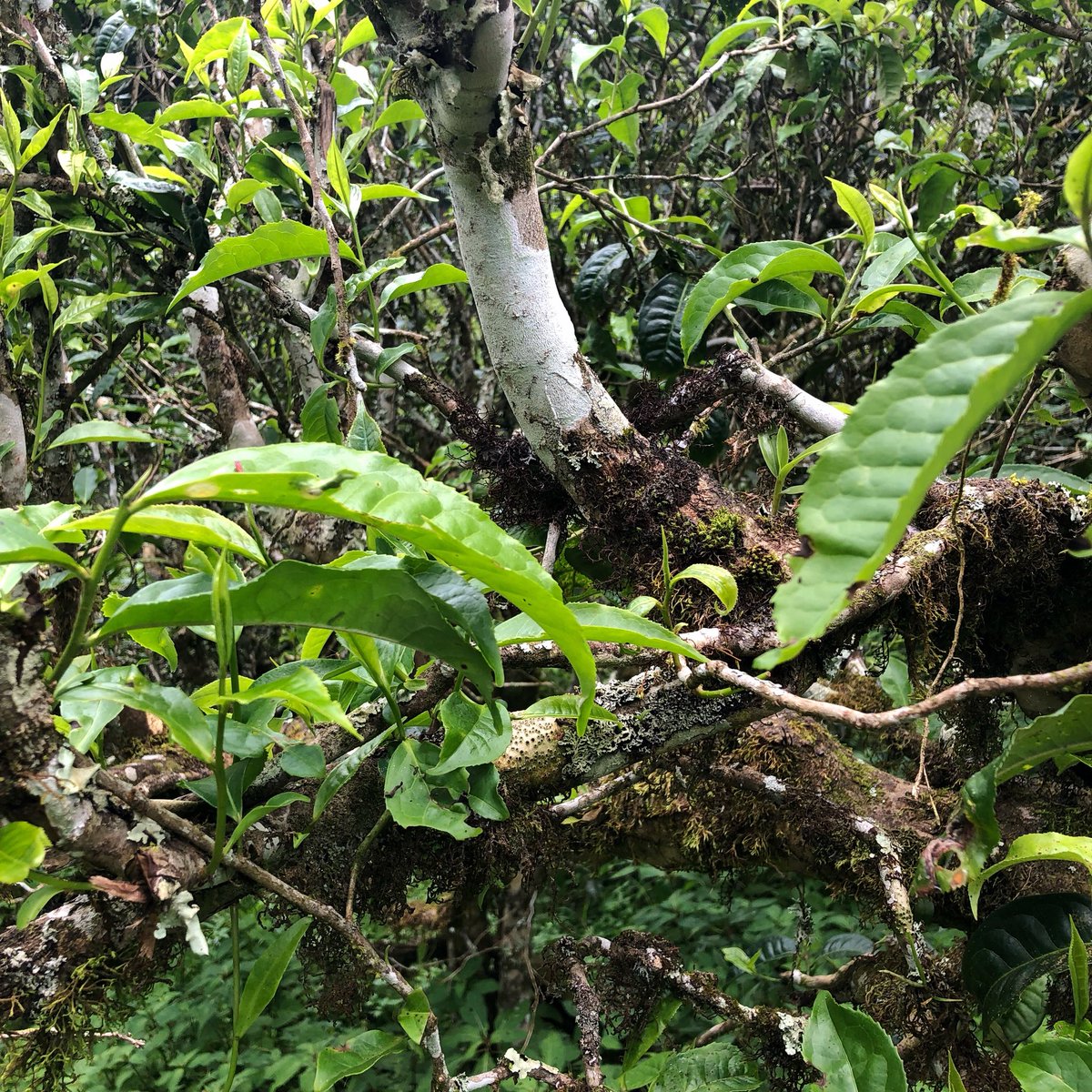 white2tea's tweet photo. #teamountain in #xishuangbanna https://t.co/Guwp4LzYg7
