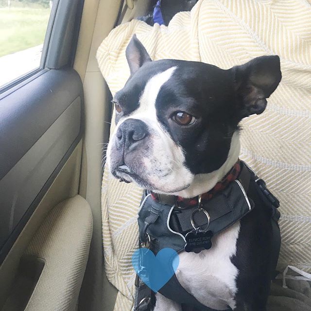 Arrived in Omaha! I have been a great sport in the car. Looking out the window is my favorite! Well, after sleeping of course. 🤣
------
Follow <a href="/yobostonterrier/">yobostonterrier</a>
Credited by @frankiethebostie
Amazing photo.

#bostonterrierdog #bostonterriersoftexas #bostonterriercrew #bostonte…