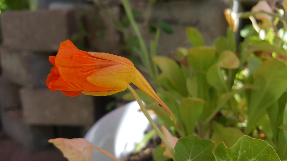 Kleine Schönheit erwacht...eine neue von meine Essbaren Blüten😍🍃