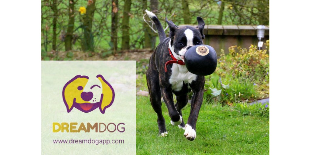 Getting a Dog also means taking on the responsibility of throwing that ball #DreamDog
dreamdogapp.com