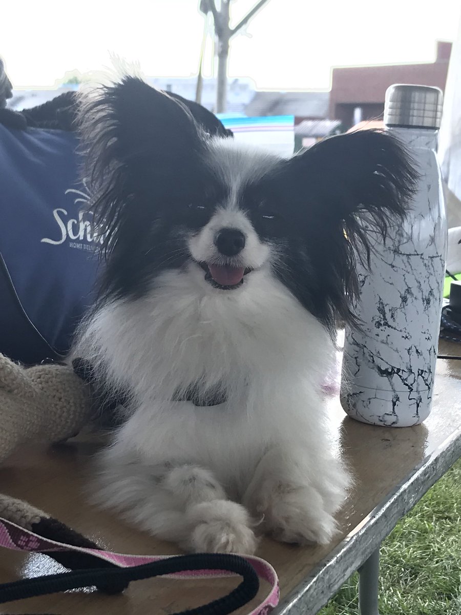 NysaTheRunner's tweet photo. I’m guarding the bags at the @TheFieldService tent. Don’t worry peeps... no one is coming near this stuff while I’m on watch @ginaelizabeth02 @Sarah7bergen https://t.co/f1QN8l9SN6