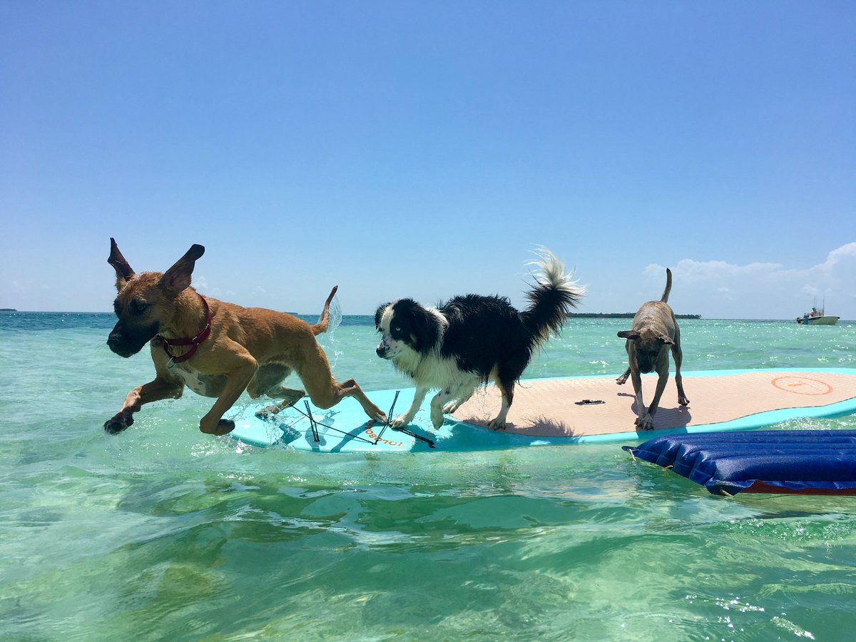 Another fun boat day with the Lazy Dogs. #keywest #rescuedogs #PupsonSUPs #llbeansupcontest