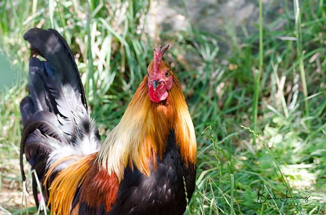LieningBeau's tweet photo. Red Junglfowl #SafariWest #photography #photographyislife #photographylover #justgoshoot #xposuremag #animal_captures #animal_fanatics #wildlifephotography #wildlifephoto #wildlifelovers #natgeowild #natgeo #natgeowildlife #wildlifeperfection @natgeo @nat… https://t.co/RI8IR5FMXF