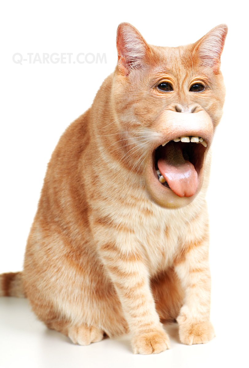 animangles's tweet photo. Orangucat. What does it eat? Dunno. Apples probably. #animangles https://t.co/SJBiuPfkNi