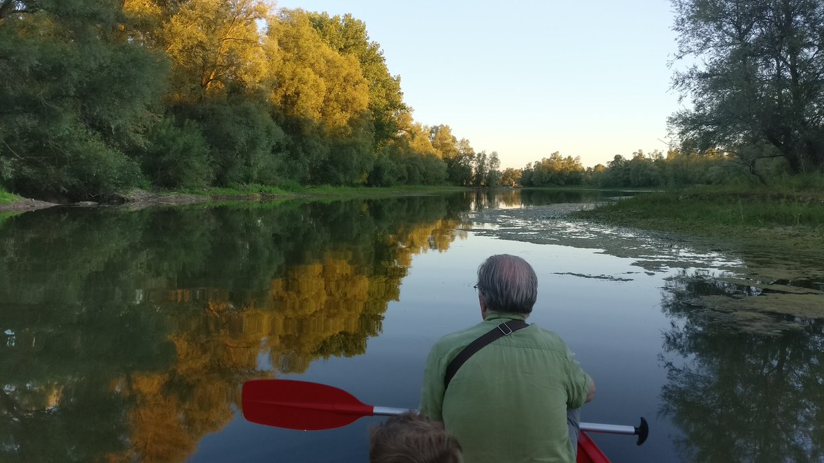 bosw8erthijmen's tweet photo. Wat een toffe avond was dit zeg! 8 bevers lieten zich prachtig zien tijdens de #beversafari door de #millingerwaard @staatsbosbeheer #beleven https://t.co/N5ipC2CUDi