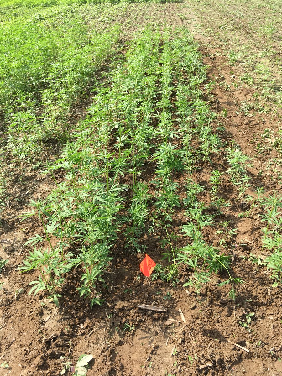 NCHempTalk tweet media