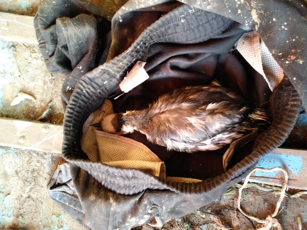 capuertovic's tweet photo. 👍Gracias a notificación a @sernapesca , personal naval rescató ejemplar de Blanquillo (Podiceps Occipitalis) enfermo y abandonado en un bote, para su entrega a rescate animal @sagchile. #Talcahuano @Armada_Chile @SernapescaVIII @CesarJorquera @CEBioBio @estrellaconce @biobio https://t.co/sQWBcg4pGJ