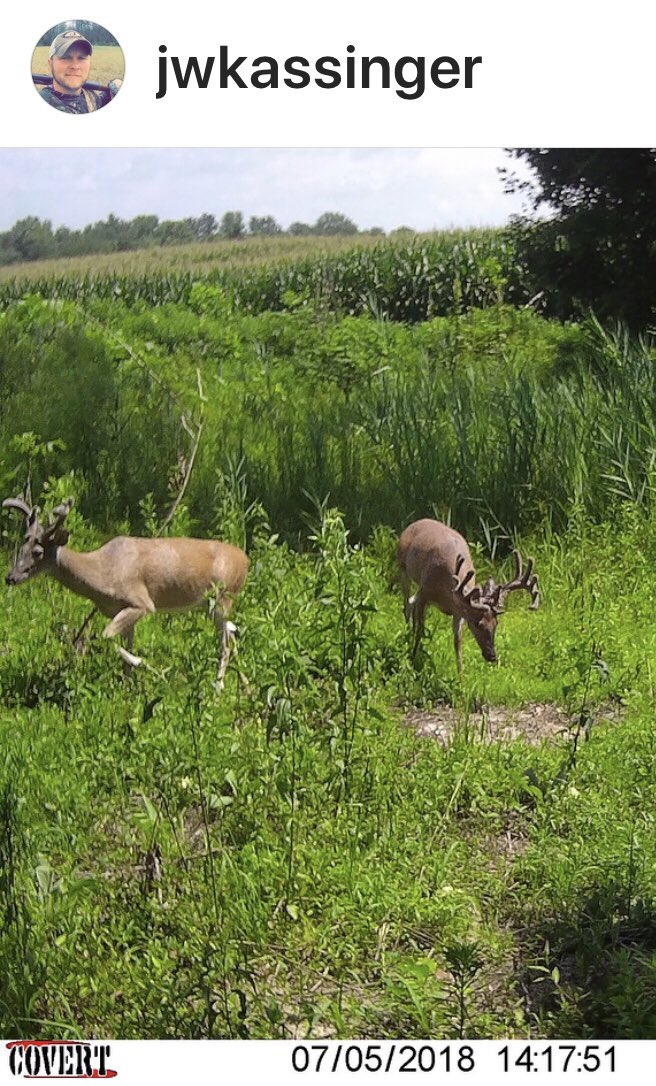 BuckWarriorLLC's tweet photo. Repost from @jwkassinger ME2 mineral sites We have an absolute monster on one camera! He still has over a month of growing left!  Sign up for a retreat @IronmanOutdoors today!!  
#mineral #me2 #keepitcovert #deerseason https://t.co/5gMUCD1ey3