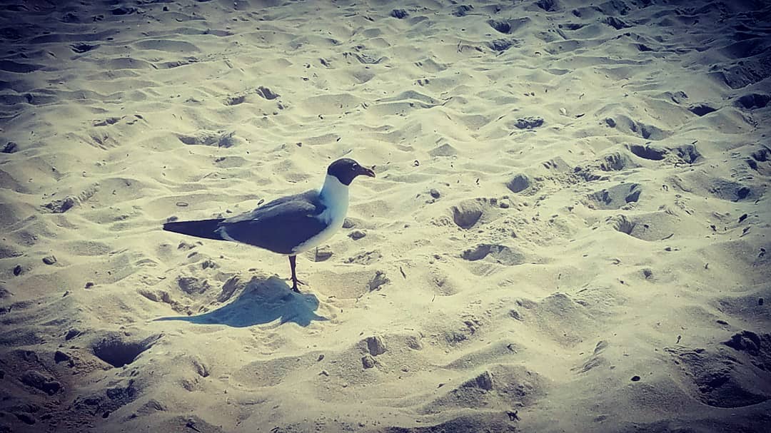 DebsNYGiants69's tweet photo. #Smithspoint I think I got #angels flying around #beach #snapchat #sunshine #toesinthesand ☀️😇😎💖 https://t.co/T5SSUSjrGq