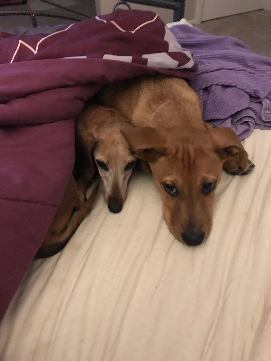 DaveD_40's tweet photo. Snickers and her best friend Bandit. https://t.co/5uy1TRxF89