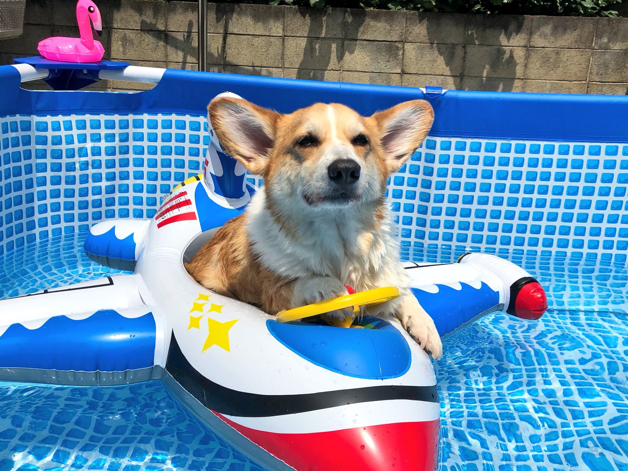 コーギー短足部 部長 これ一つで何処にでも行けるぜ コーギー プール 浮き輪 T Co Ioby16zexg Twitter