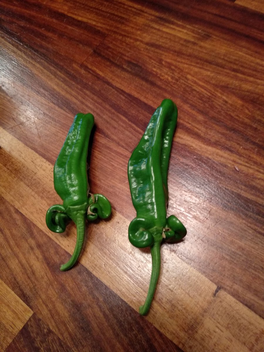 Interesting chilli harvest today