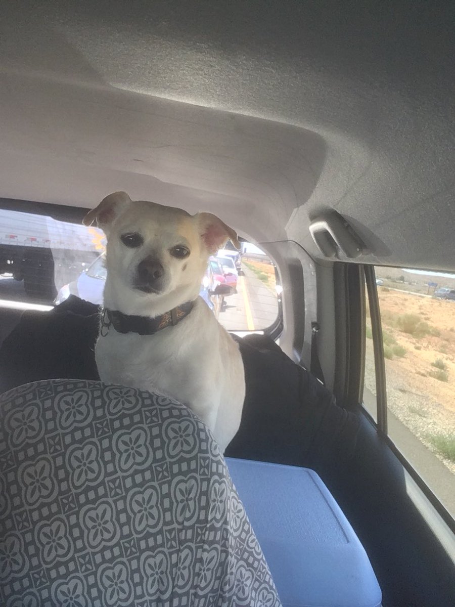 Chico sitting on top the cooler like a King