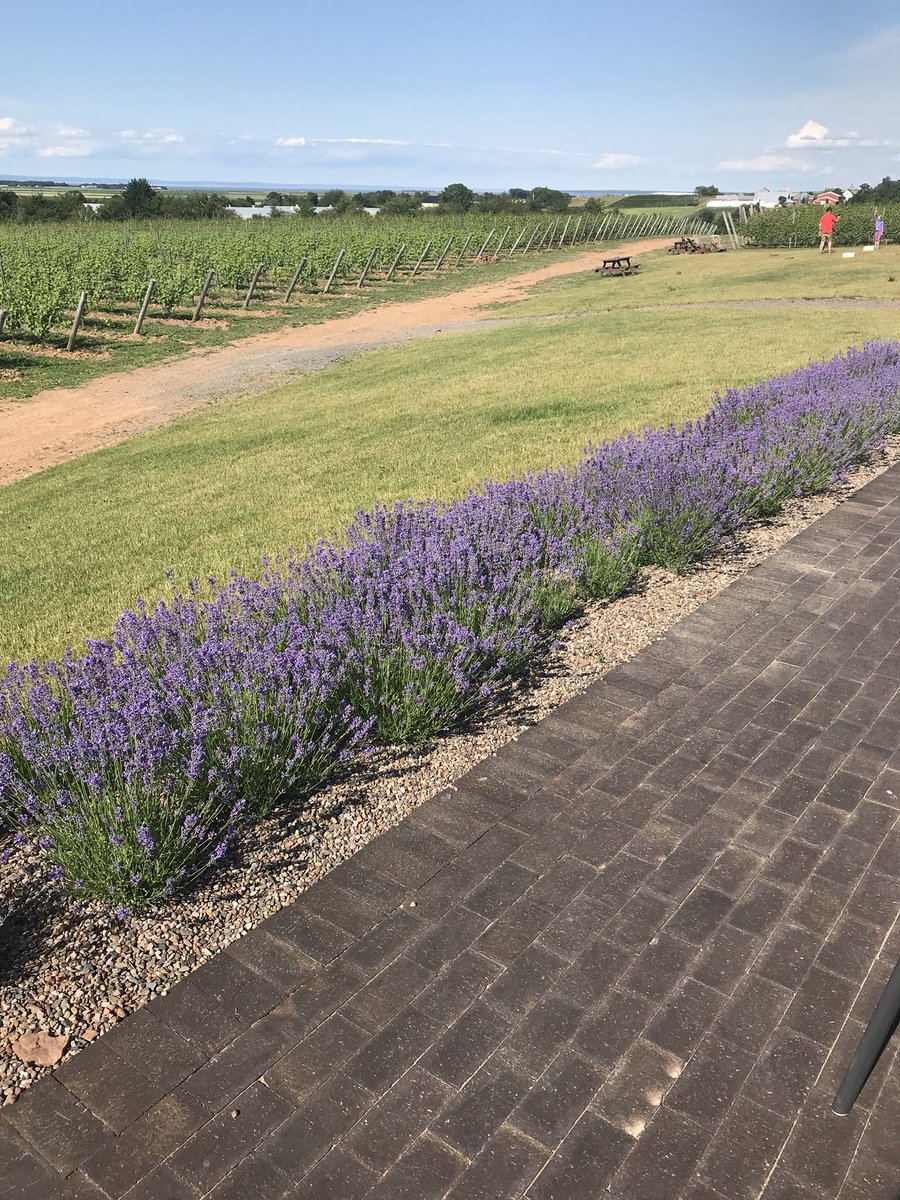 Another beautiful day in @AnnapolisValley You can almost smell that lavender! @TownOfWolfville @AcadiaU #comestaywithus #summer2018