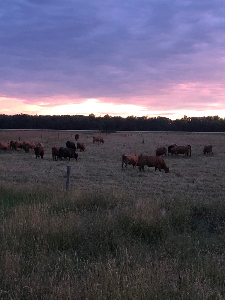 eyrefarms_ralph's tweet photo. Something about cows and a great sun set!
#farmlife #gelbvieh https://t.co/02lcNbZ5zT
