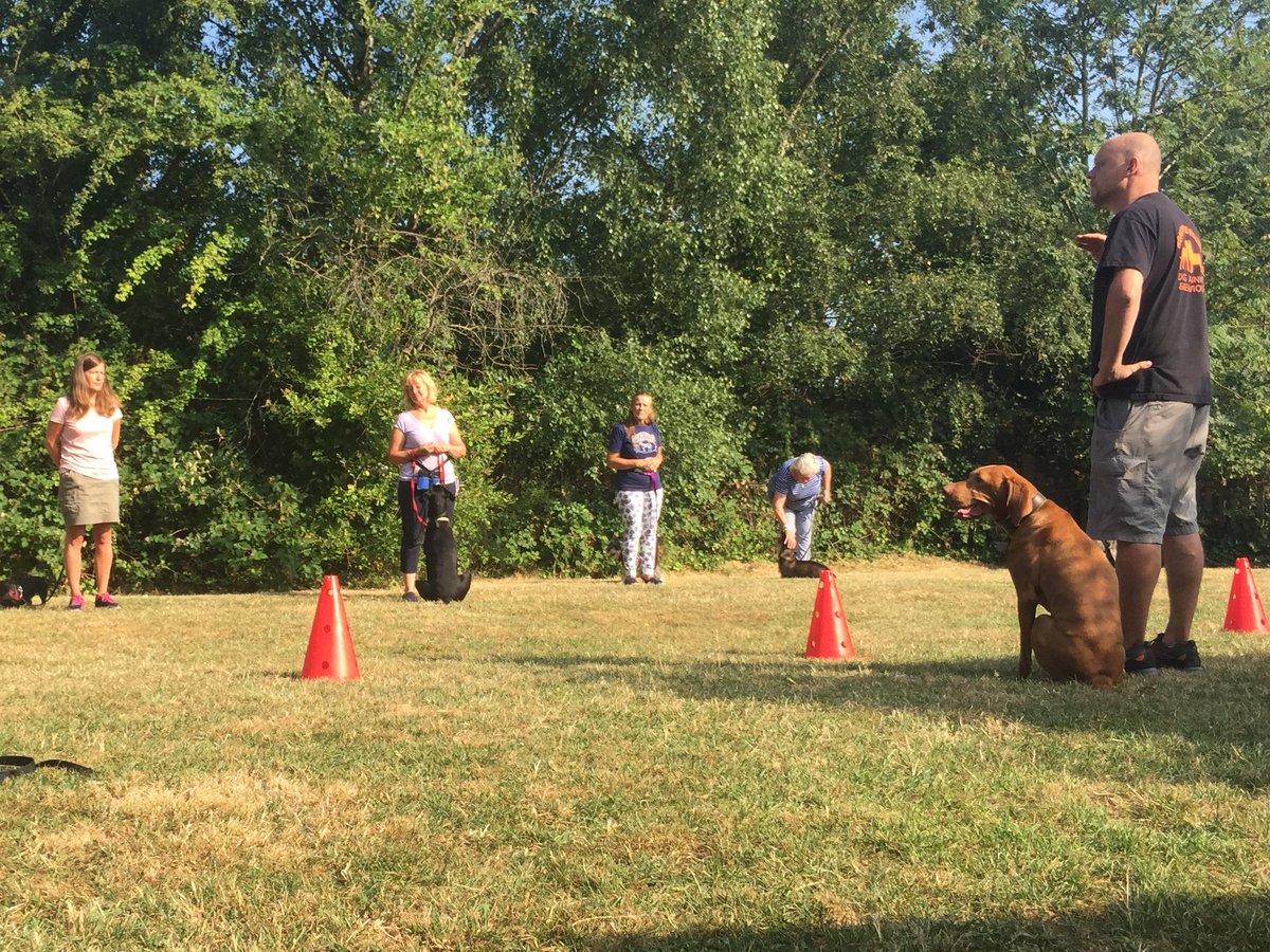 ddrewdogtrainer's tweet photo. When the instructor uses his ginger ninja dog to demonstrate and she nails it 😁 https://t.co/NyTGSuaA5u