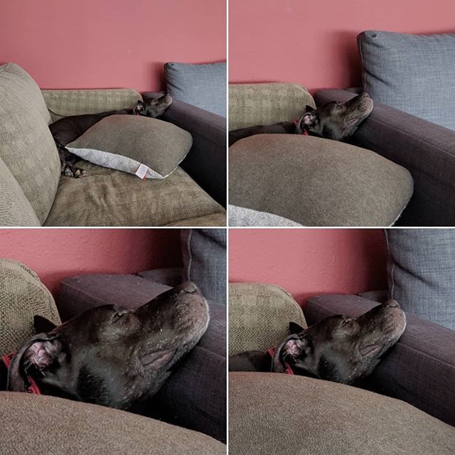 shadow_the_apbt's tweet photo. Why have one couch when you can have two
#lookatthatsmirk #greedypuppy #pitbull #bullybreed #pitbullsofinstagram #dogsofseattle #rescued #adoptdontshop #rescuedogsofinstagram https://t.co/DnKUd9ZURv https://t.co/o5m3KRGmTG