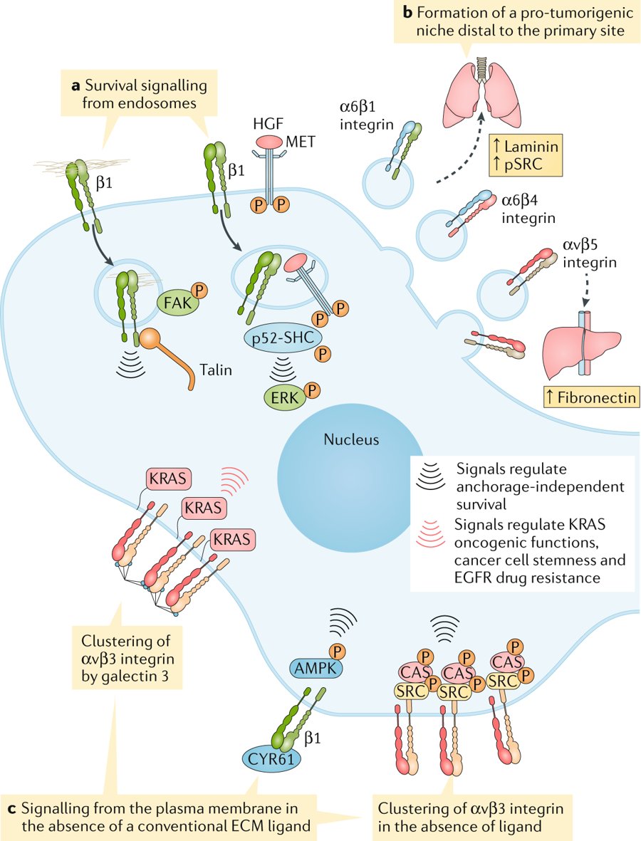 mmw_lmw's tweet photo. #Cancer_Progression and #Metastasis | Cell Adhesion and Integrin: Survival, Stemness and Drug Resistance | Johanna Ivaska @UniTurku @NatureRevCancer https://t.co/hpOA3iqAyb https://t.co/sGtnh3Cu3q