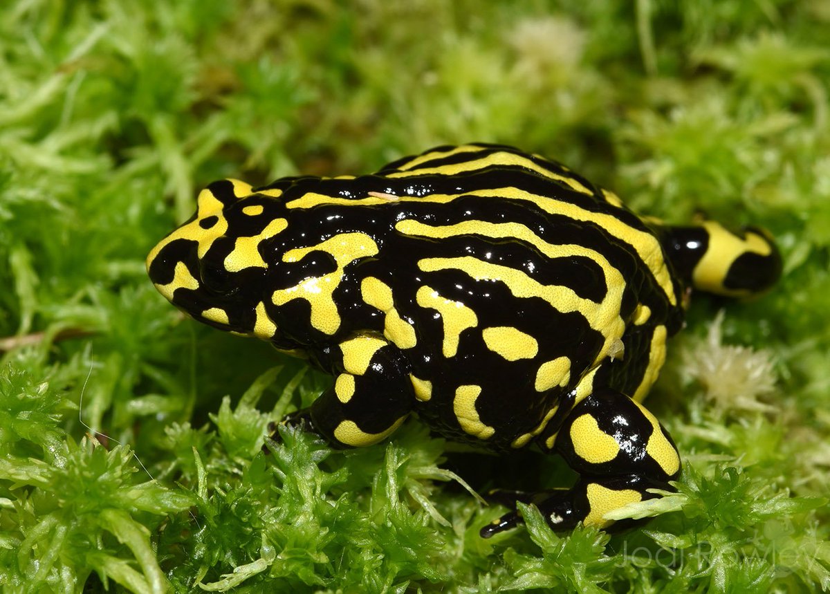Corroboree Frog