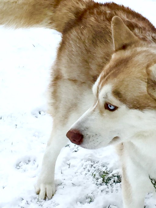 シベリアンハスキーのtwitterイラスト検索結果