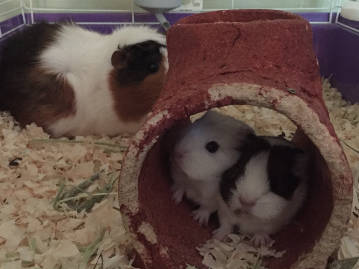 #babyanimals are the cutest, look at the newest #babyguineapigs