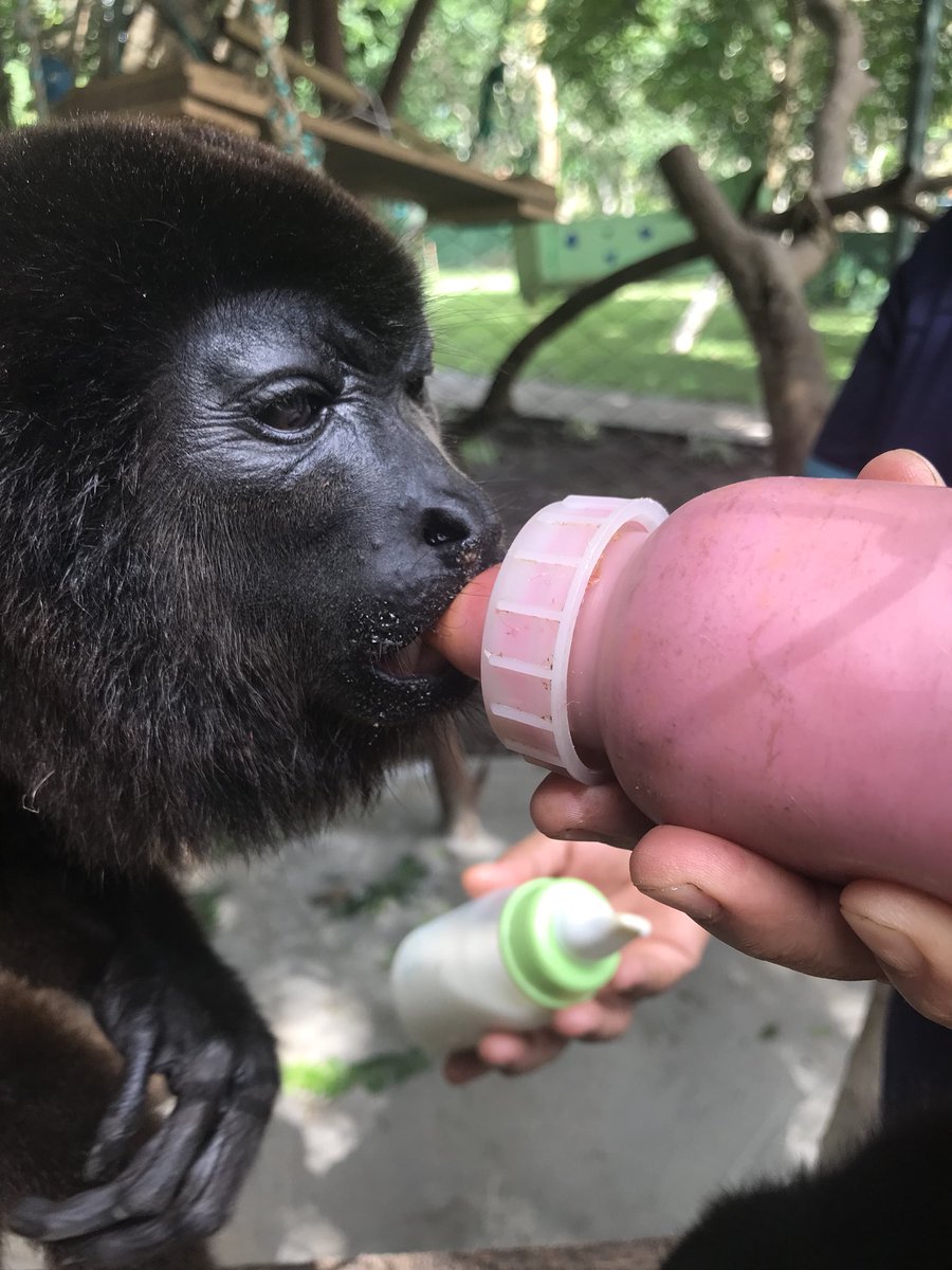 Volunteertours1's tweet photo. Many ask me, why should I pay to volunteer?  This guy drinks 3 of this a day Cost per bottle $5 Participating in our #tours you are not just #traveling you making a difference in the life of this critters.  Thanks to the many #volunteers that make ir happen.  #travel #volunteer https://t.co/Vv67pNvWiM