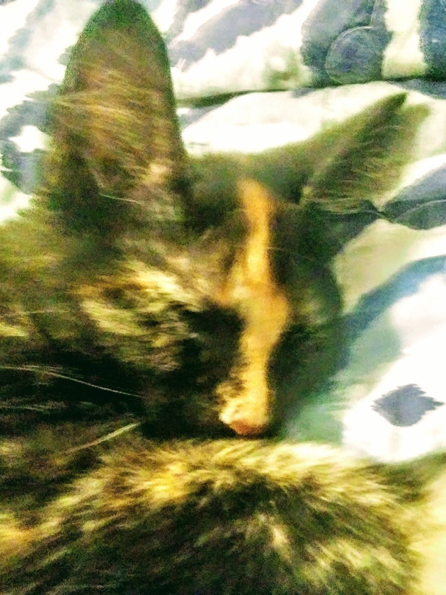 CalebShell2's tweet image. My cat sleeps ALL DAY! Lol
😸😴