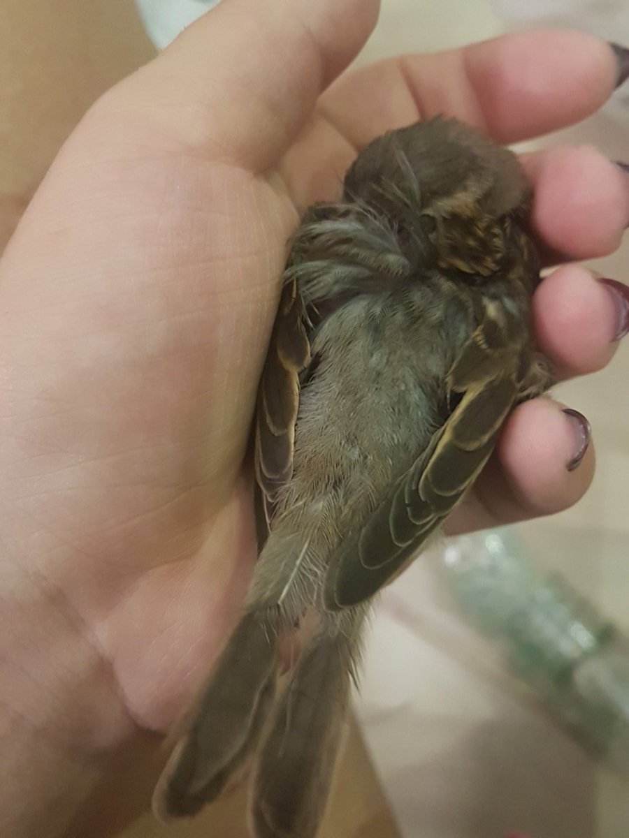 SmolBirbEmil's tweet photo. I've been so energetic today!! So i really deserve my beauty sneep in Dummy's handsy https://t.co/f5RgLBwwTx