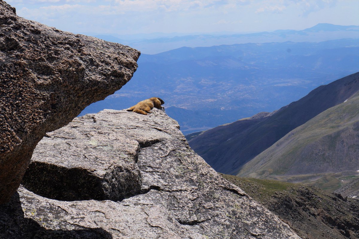 Thomas Gounley tweet media