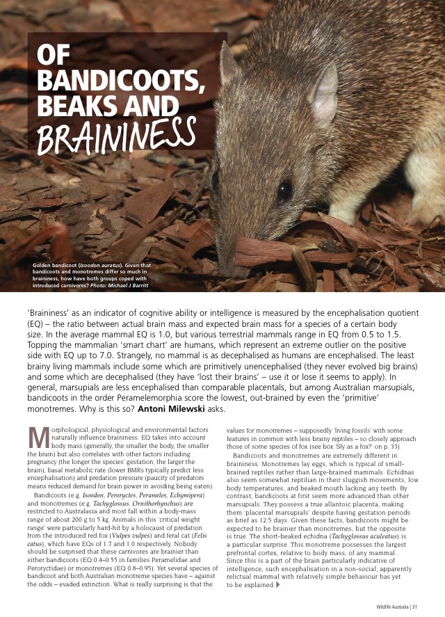 Bandicoots might be cute but are they brainy? Antoni Mileskwi explains all in the winter issue of <a href="/WildlifeAust/">Wildlife Australia</a> magazine. Subscribe here for all of our fabulous articles wildlife.org.au/magazines/