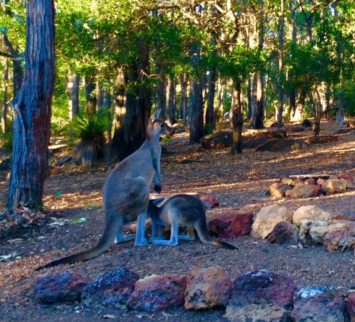 jarrahdale1's tweet photo. #joey #drinks from #mother's #pouch in #jarrah #forest #gumtrees #ColinHAbbott #ColinHughAbbott #Jarrahdale #WA #Western #Australia #PeelRegion #DarlingRange @Kangarooei @LeisaMo58106633 @kangaroopatch1 @Kangarooei19 @jimm24660814 @RoGodwinw67 @nobby15 https://t.co/g2fQu5SWoV