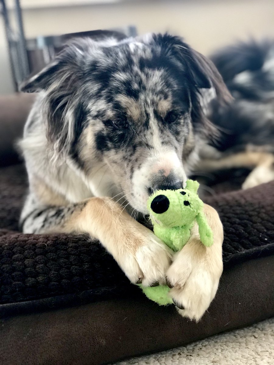 16-month old Duke. He loves his toys! #AllAmericanPetPhotoDay