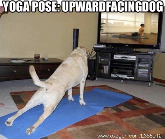 Shiiva_CBD's tweet photo. He is getting that deep stretch in. Happy Saturday my friends. #dogs #fun #yoga #saturday #cbdfordogs #healing #positivevibes #funny #stretch https://t.co/0Aqt3VlsFd